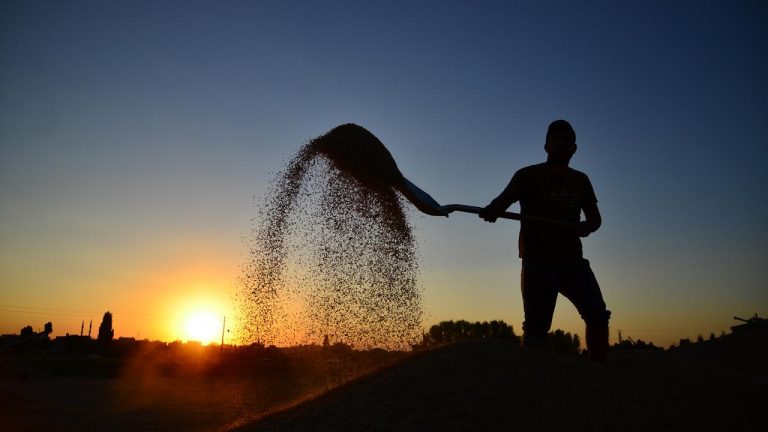 Tarım, ormancılık ve balıkçılıktan elde edilen brüt satışlar 6 kat arttı