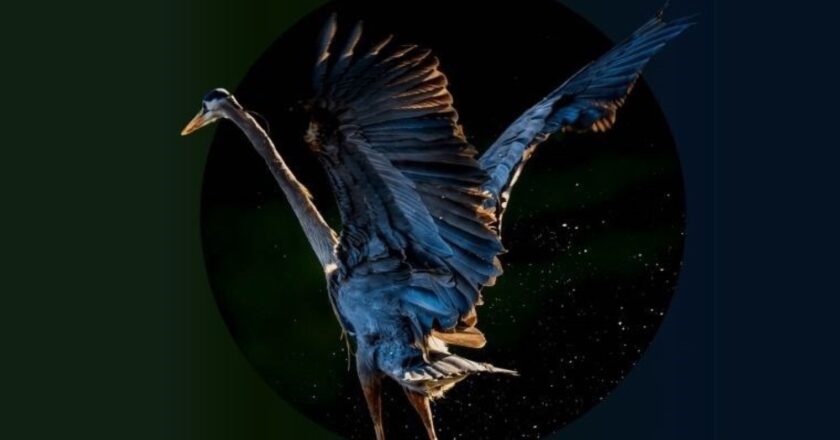 Uluslararası Fotoğraf ve Sinema Festivali için Uygulamalar “Planet Lens Üy – Son Dakika Kültürü – Sanat Haberleri