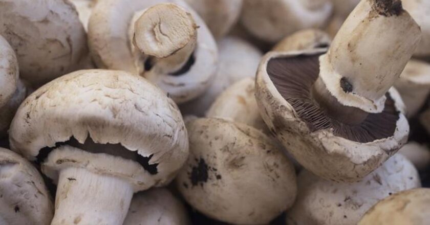 Mantar zehirlenmesinin belirtileri nelerdir? Mantar zehirlenmesi nasıl anlaşılır? Tedavi yöntemleri nelerdir?