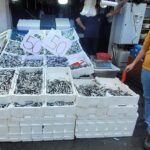 Karadeniz hamsileri tezgahları doldurdu – Bigpara Ekonomi Haberleri